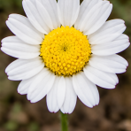 Trahok rozprestretý (Anacyclus pyrethrum var. depressus) – kont. P9