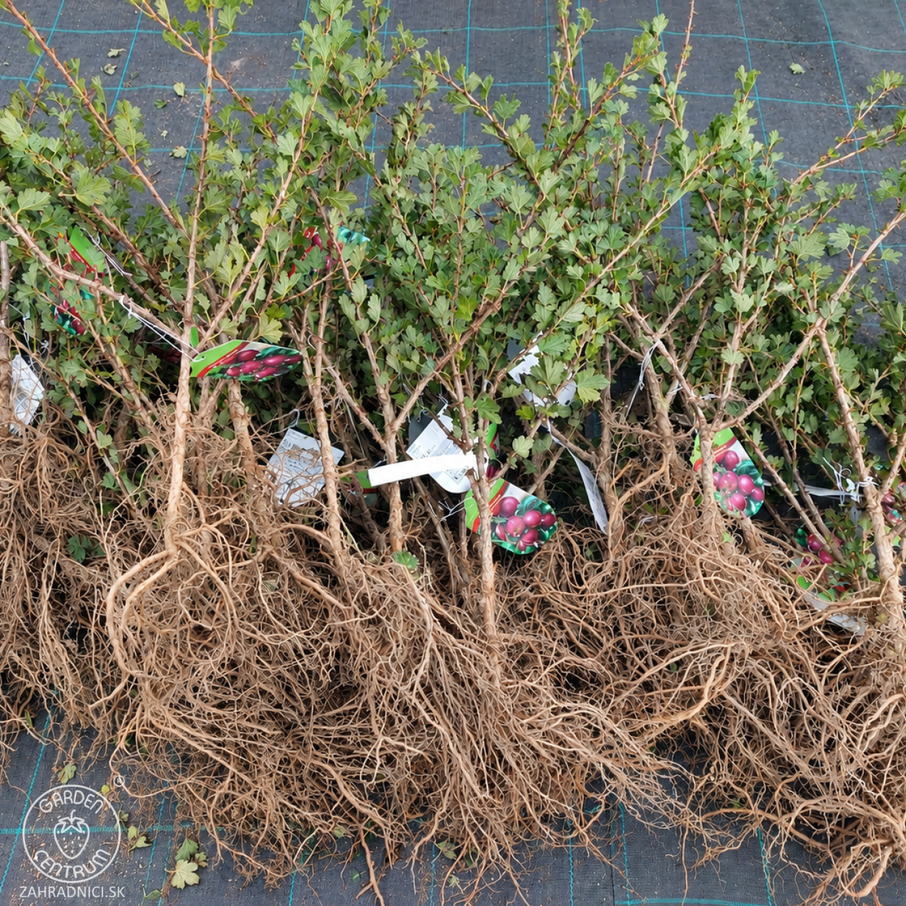 Obrázok Egreš obyčajný (Grossularia uva-crispa) ´HINNONMAKI ROT´ – výška 30-50 cm, stredne skorý, červený, voľnokorenný - KRÍK