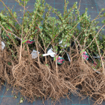 Egreš obyčajný (Grossularia uva-crispa) ´HINNONMAKI ROT´ – výška 30-50 cm, stredne skorý, červený, voľnokorenný - KRÍK