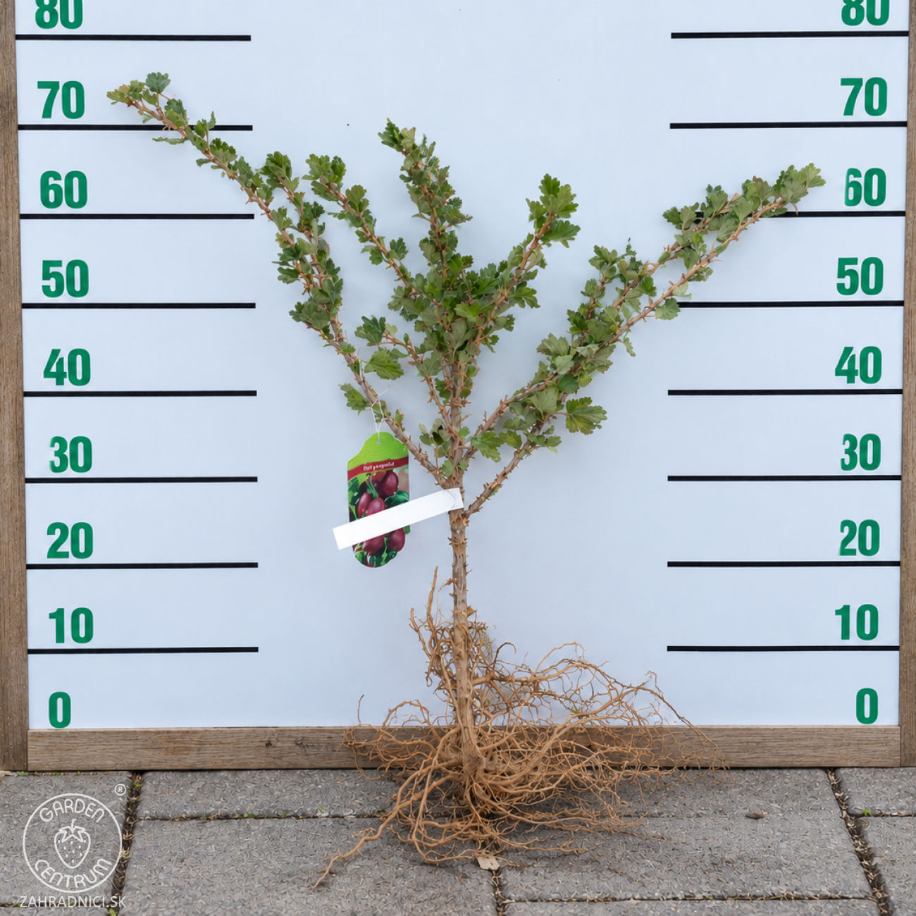 Obrázok Egreš obyčajný (Grossularia uva-crispa) ´HINNONMAKI ROT´ – výška 30-50 cm, stredne skorý, červený, voľnokorenný - KRÍK