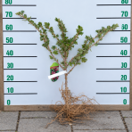 Egreš obyčajný (Grossularia uva-crispa) ´HINNONMAKI ROT´ – výška 30-50 cm, stredne skorý, červený, voľnokorenný - KRÍK