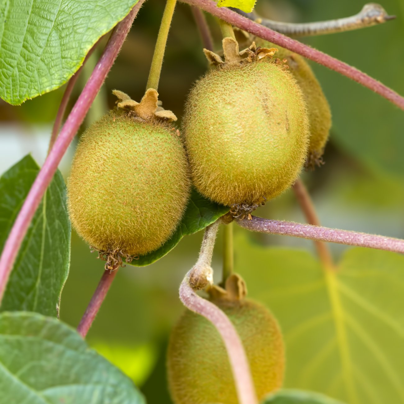 Obrázok Aktinídia čínska - kiwi (Actinidia chinensis) 'MINKIGOLD' – žltoplodé kivi – výška 20-30 cm, kont. P9