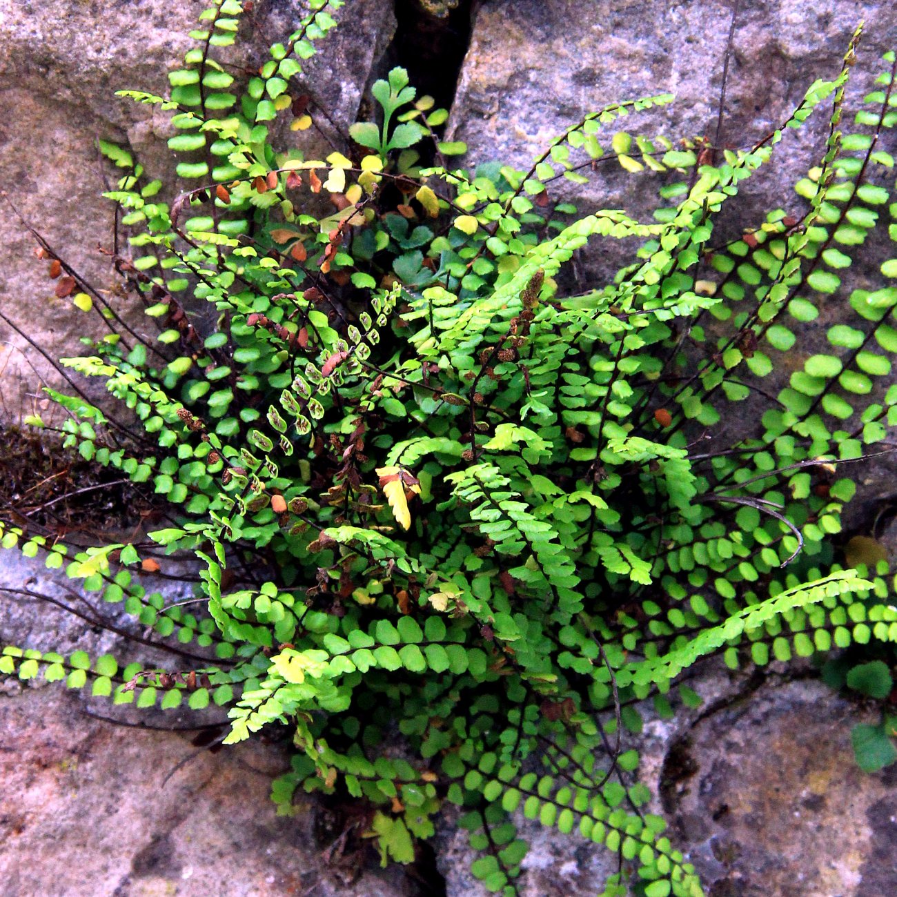 Obrázok Slezinník červený (Asplenium trichomanes) – kont. P9