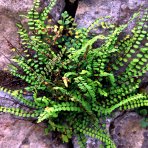 Slezinník červený (Asplenium trichomanes) – kont. P9