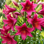 Ľalia drevitá (Lilium OT Hybrid) ´PURPLE PRINCE´ – 1 cibuľa