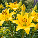 Ľalia azijská (Lilium asiatica) 'MENORCA' – 1 cibuľa