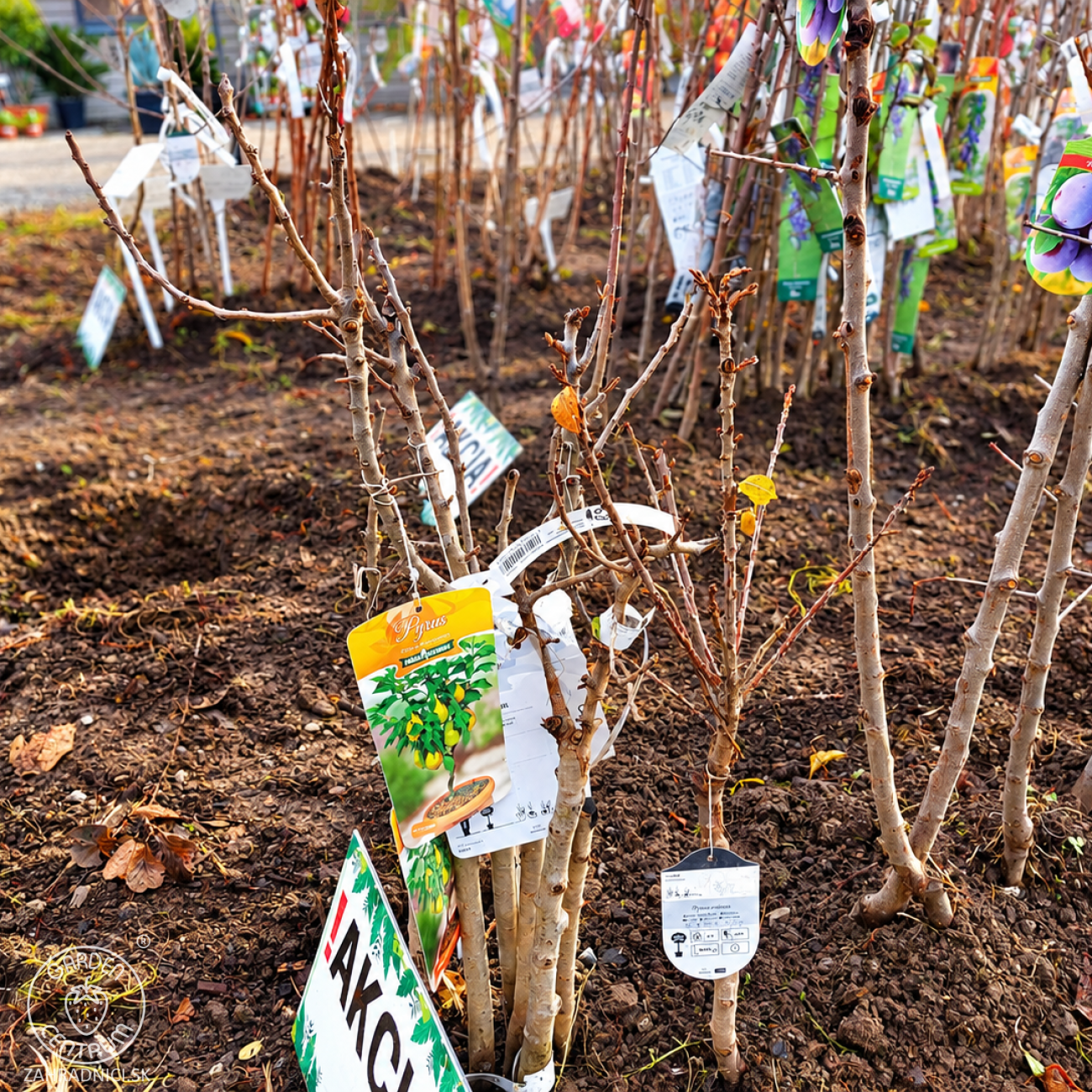 Obrázok Mini hruška nízkokmenná (Pyrus communis) ´GARDEN PEARL®´ - jesenná, výška 40-60 cm, voľnokorenná - 2. trieda