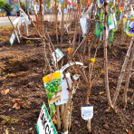 Mini hruška nízkokmenná (Pyrus communis) ´GARDEN PEARL®´ - jesenná, výška 40-60 cm, voľnokorenná - 2. trieda