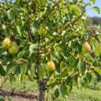 Mini hruška nízkokmenná (Pyrus communis) ´GARDEN PEARL®´ - jesenná, výška 40-60 cm, voľnokorenná - 2. trieda