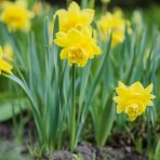 Narcis trúbkovitý (Narcissus) ‘UNSURPASSABLE’ - 1 cibuľa