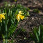 Narcis trúbkovitý (Narcissus) ‘UNSURPASSABLE’ - 1 cibuľa