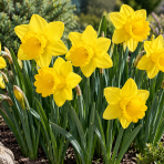 Narcis (Narcissus) 'DUTCH MASTER' – 1 cibuľa