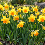 Narcis (Narcissus ) ´FORTUNE´ – 1 cibuľa