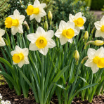 Narcis trubkovitý (Narcissus Trumpet) 'GOBLET' – 1 cibuľa
