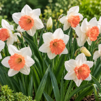 Narcis (Narcissus) ´SALOME´ - 1 cibuľa