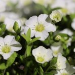 Piesočnica horská (Arenaria montana) ´MONT BLANC´ – kont. P9