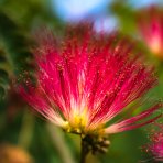 Albízia ružová (Albizia Julibrissin) 'ROSEA' – výška 20-30 cm, P11
