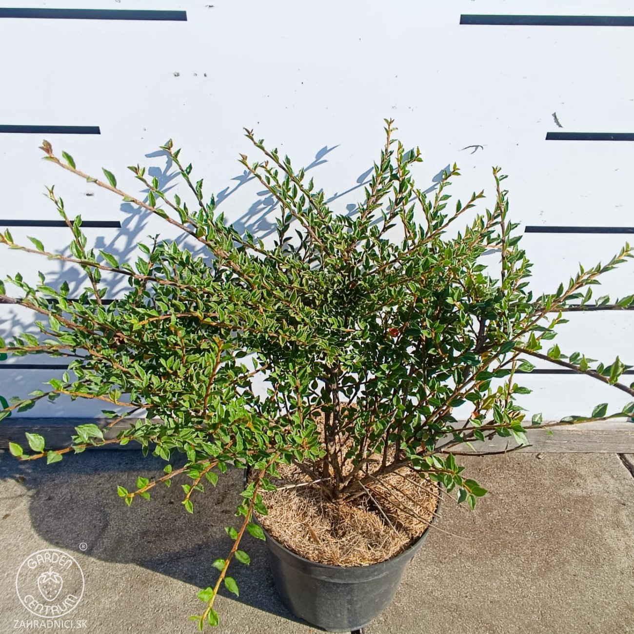 Obrázok Skalník purpurový (Cotoneaster atropurpureus) ´VARIEGATUS´ - výška 20-40 cm, kont. C3L
