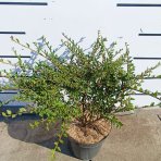Skalník purpurový (Cotoneaster atropurpureus) ´VARIEGATUS´ - výška 20-40 cm, kont. C3L