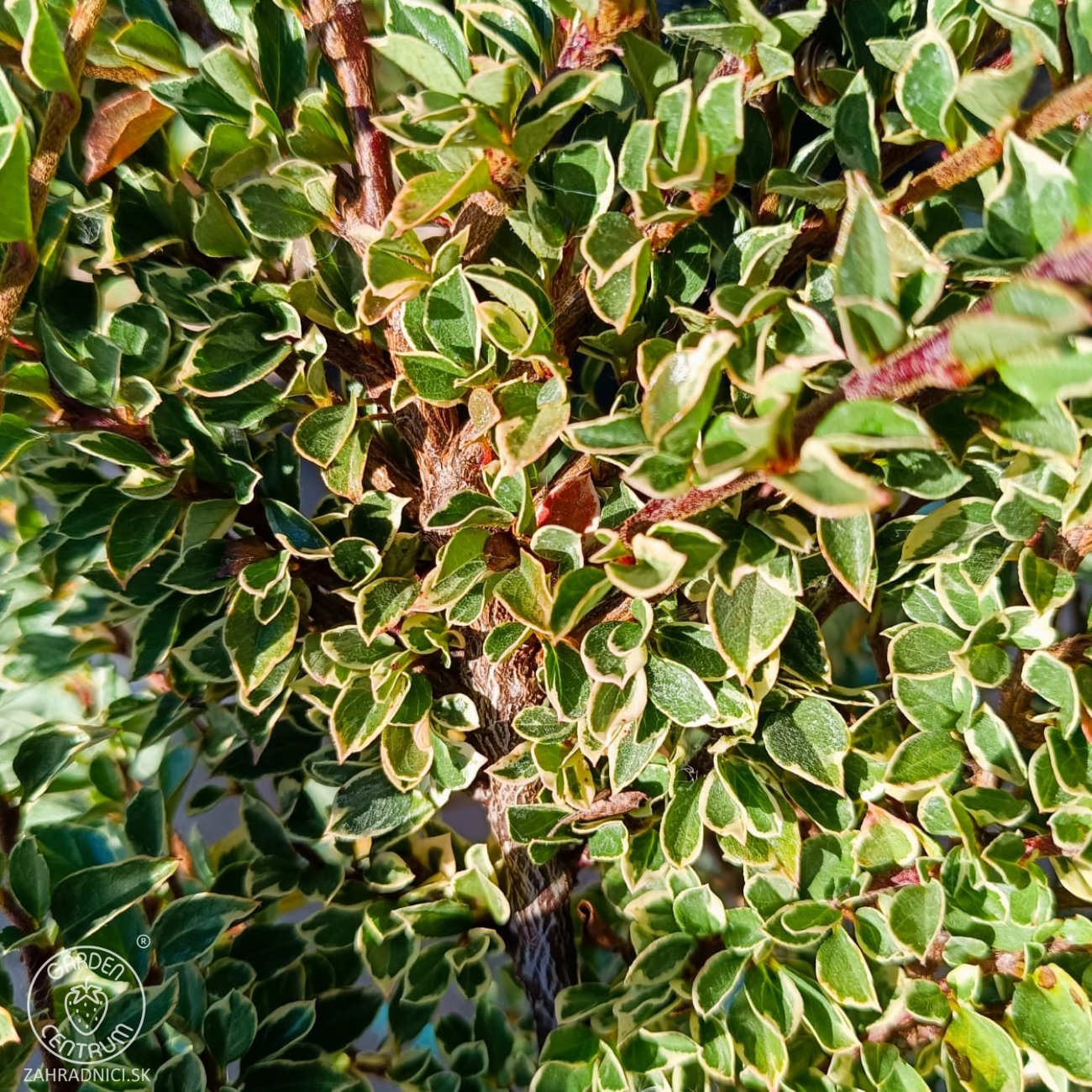Obrázok Skalník purpurový (Cotoneaster atropurpureus) ´VARIEGATUS´ - výška 20-40 cm, kont. C3L