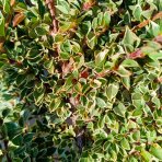 Skalník purpurový (Cotoneaster atropurpureus) ´VARIEGATUS´ - výška 20-40 cm, kont. C3L