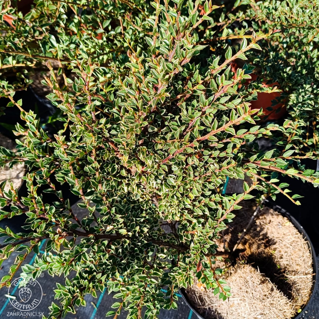 Obrázok Skalník purpurový (Cotoneaster atropurpureus) ´VARIEGATUS´ - výška 20-40 cm, kont. C3L