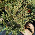 Skalník purpurový (Cotoneaster atropurpureus) ´VARIEGATUS´ - výška 20-40 cm, kont. C3L