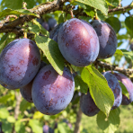 Slivka domáca (Prunus domestica) 'AMERS' – výška 120-140 cm, voľnokorenná - 2.trieda