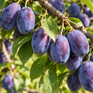 Slivka domáca (Prunus domestica) 'BYSTRICKÁ MUŠKÁTOVÁ'  - neskorá, výška 120-140 cm, voľnokorenná - 2. trieda