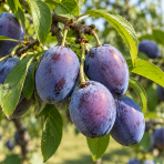 Slivka domáca (Prunus domestica) ´JOJO´ - neskorá, výška 120-140 cm, voľnokorenná - 2. trieda