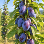 Stĺpovitá slivka (Prunus domestica) 'IMPERIAL' - neskorá, výška 120-150 cm, voľnokorenná - 2. trieda