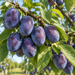 Slivka domáca (Prunus domestica) ´TOPHIT´ - neskorá, výška 120-140 cm, voľnokorenná - 2. trieda
