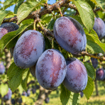 Slivka domáca (Prunus domestica) ´TOPTASTE´ - výška 120-140 cm, voľnokorenná - 2.trieda