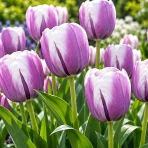 Tulipán triumf (Tulip triumph) ´PURPE WHITE´ – 1 cibuľa