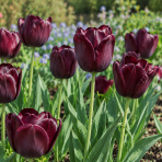 Tulipán Triumf (Tulipan Triumph) ´BLACK´ – 1 cibuľa