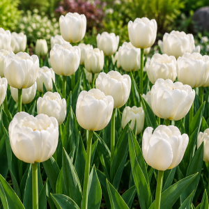 Tulipán triumf (Tulip triumph) 'WHITE' - 1 cibuľa