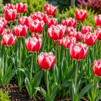 Tulipán Triumf (Tulip triumph) ´RED-WHITE´ - 1 cibuľa 