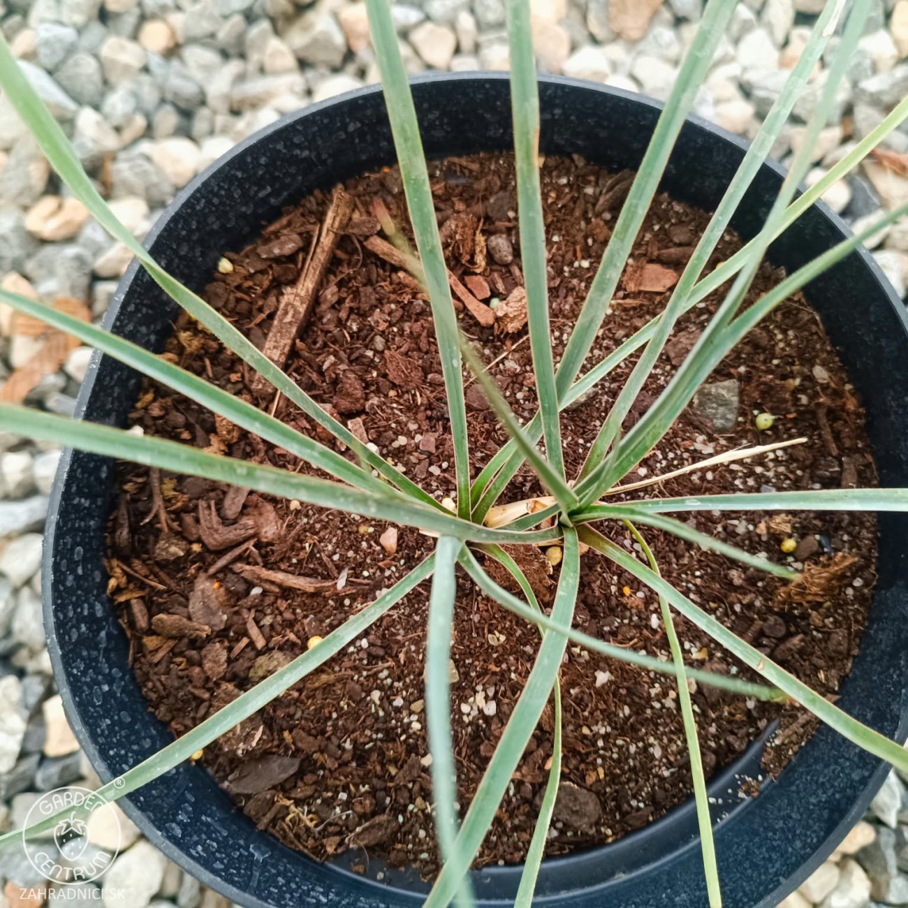 Obrázok Juka (Yucca Rostrata) ‘SAPPHIRE SKIES’® – výška 10-20 cm, kont. C2L (-20°C)
