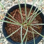 Juka (Yucca Rostrata) ‘SAPPHIRE SKIES’® – výška 10-20 cm, kont. C2L (-20°C)