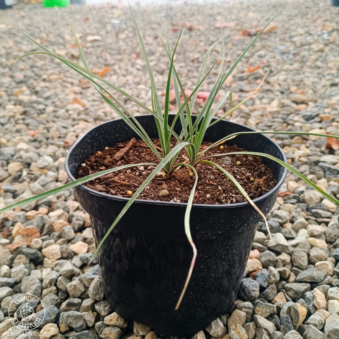 Obrázok Juka (Yucca Rostrata) ‘SAPPHIRE SKIES’® – výška 10-20 cm, kont. C2L (-20°C)