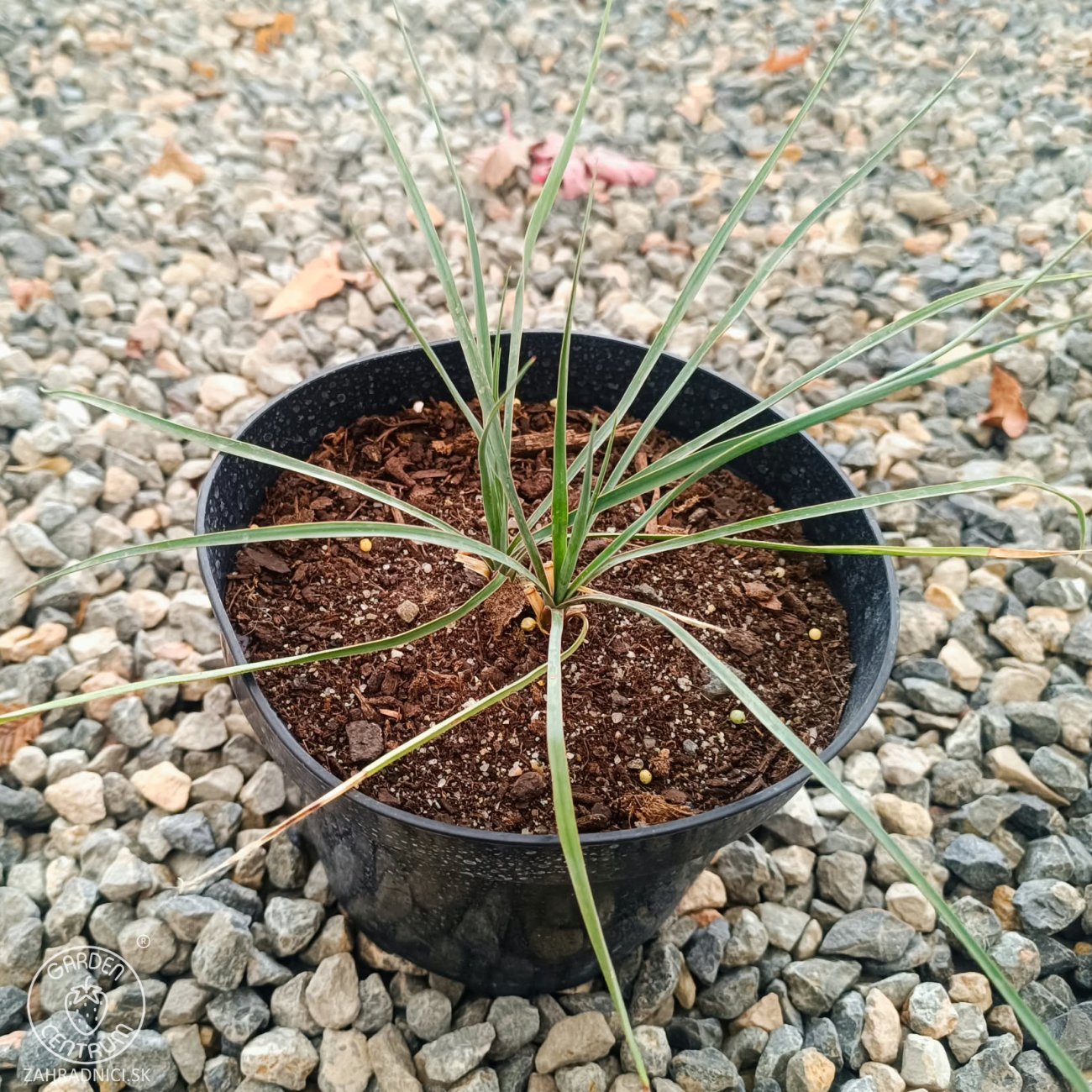 Obrázok Juka (Yucca Rostrata) ‘SAPPHIRE SKIES’® – výška 10-20 cm, kont. C2L (-20°C)