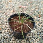 Juka (Yucca Rostrata) ‘SAPPHIRE SKIES’® – výška 10-20 cm, kont. C2L (-20°C)