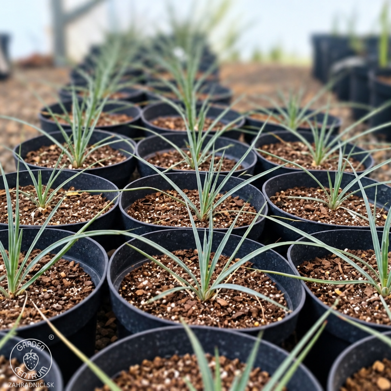 Obrázok Juka (Yucca Rostrata) ‘SAPPHIRE SKIES’® – výška 10-20 cm, kont. C2L (-20°C)