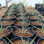 Juka (Yucca Rostrata) ‘SAPPHIRE SKIES’® – výška 10-20 cm, kont. C2L (-20°C)
