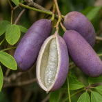 Akébia päťpočetná (Akebia quinata) ´SHIROBANA´ - výška 20-30 cm, kont. P9/11