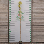 Akébia päťpočetná (Akebia quinata) - výška 170-190 cm, kont. C3L