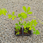 Akébia päťpočetná (Akebia quinata) - výška 20-30 cm, kont. P9/11