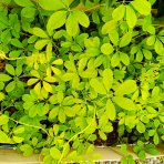 Akébia päťpočetná (Akebia quinata) - výška 20-30 cm, kont. P9/11