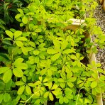 Akébia päťpočetná (Akebia quinata) - výška 20-30 cm, kont. P9/11