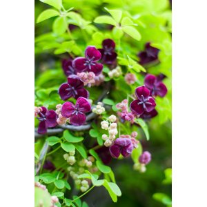 Akébia päťpočetná (Akebia quinata) - výška 170-190 cm, kont. C3L
